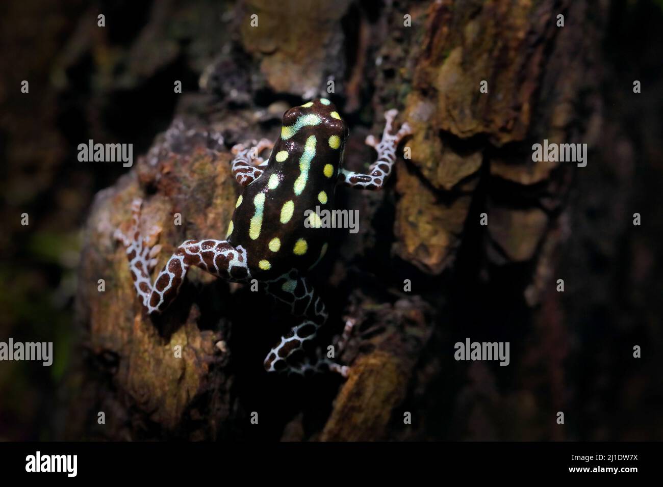 Rana tropicale. Ranitomeya vanzolinii, rana velenosa brasiliana macchiata, nell'habitat naturale della foresta. Dendrobates dal Perù centrale ad est del in B. Foto Stock