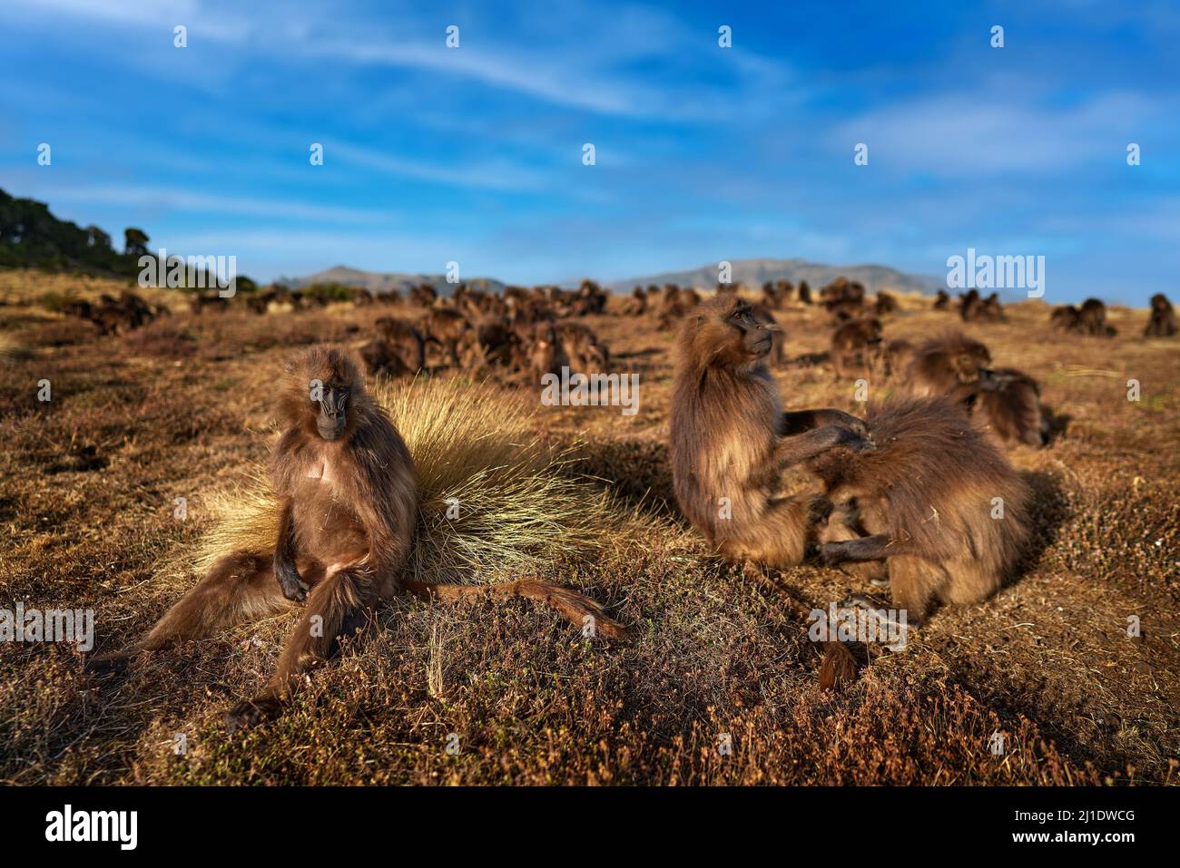 Dettagli comportamento alimentazione gruppo scimmia. Gelada Baboon a bocca aperta con denti. Primo piano ampio ritratto Simien montagne NP, gelada scimmia, dettaglio por Foto Stock