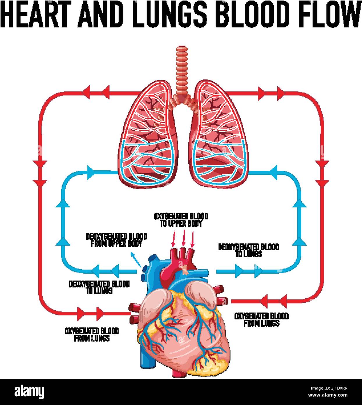 Diagramma che mostra il flusso sanguigno del cuore e dei polmoni Immagine e  Vettoriale