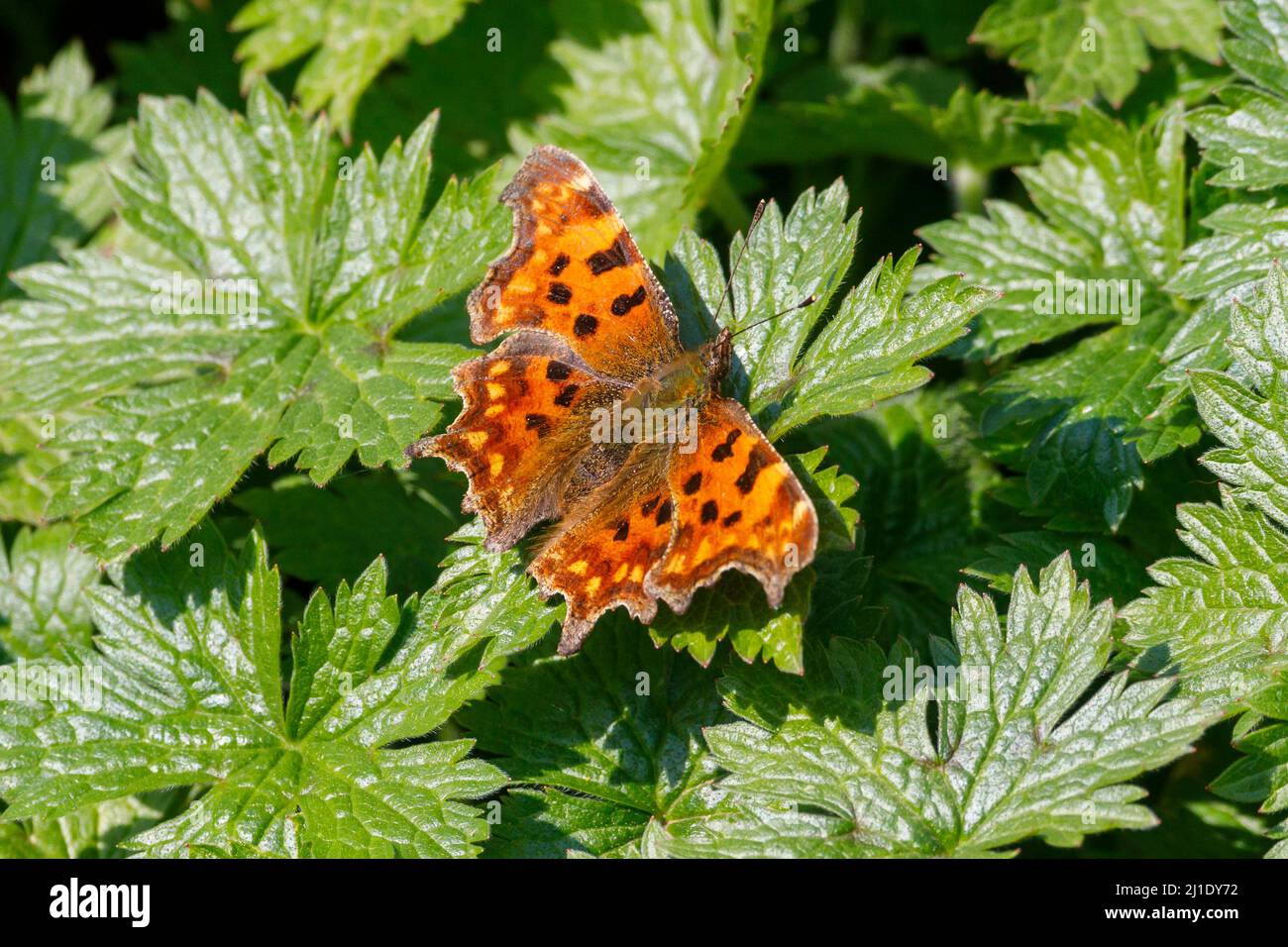 Comma Butterfly (Polygonia c-album) Sussex, Inghilterra, Regno Unito Foto Stock