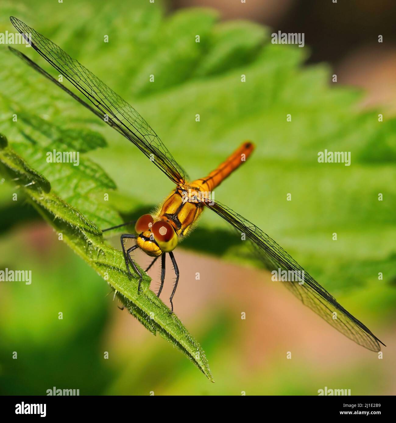 Una libellula gialla e rossa con ali allungate su una foglia verde. Occhi rossi, il corpo è verde e giallo al sole. Tema animale, macro Foto Stock