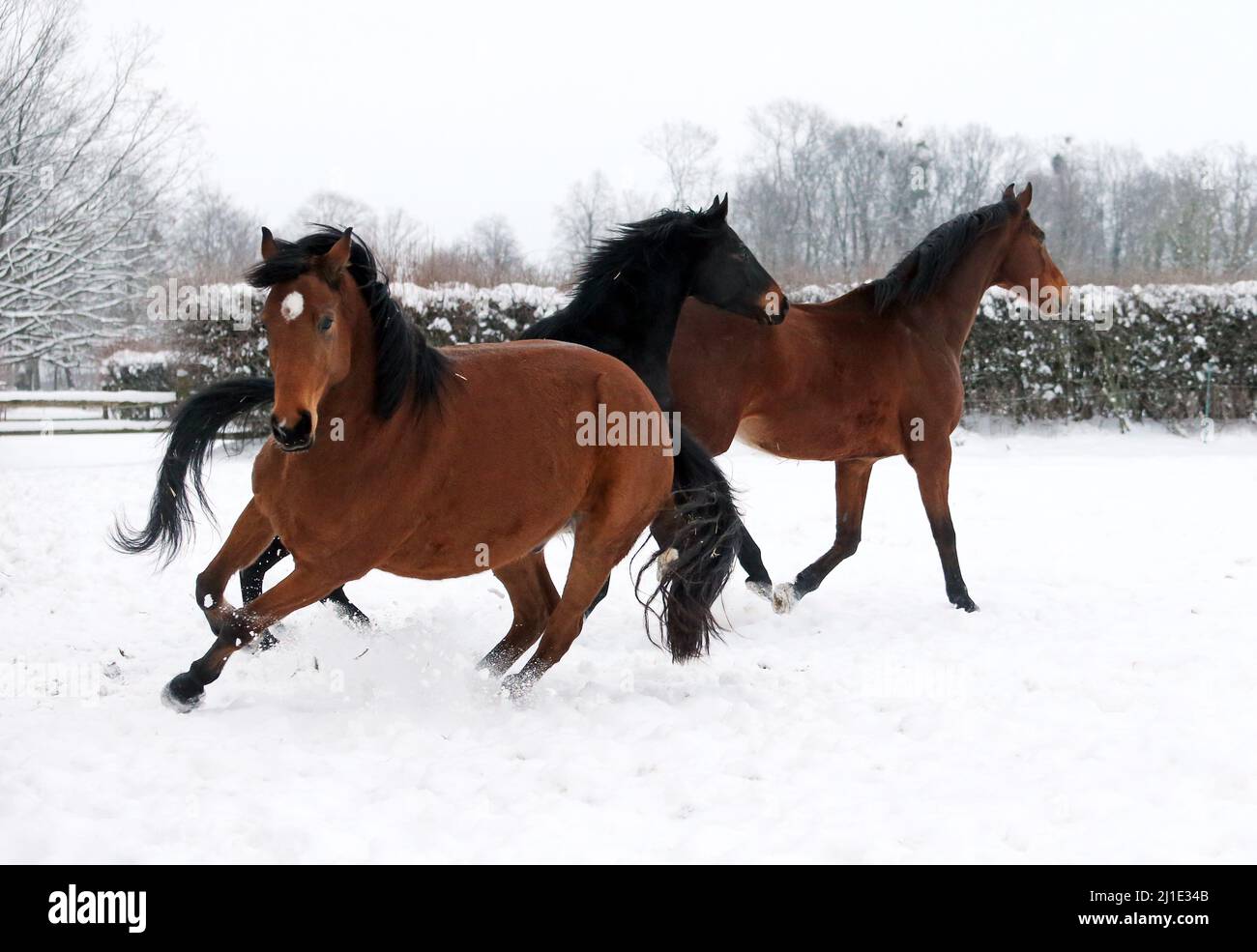 12.02.2021, Germania, Sassonia, Graditz - Gestuet Graditz, cavalli in inverno su un paddock innevato. 00S210212D147CAROEX.JPG [VERSIONE DEL MODELLO: NO, CORRETTA Foto Stock