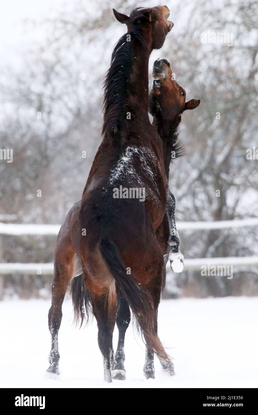 12.02.2021, Germania, Sassonia, Graditz - Gestuet Graditz, stalloni che scherma in inverno su un paddock innevato la gerarchia. 00S210212D199CAROEX.JPG [. Foto Stock