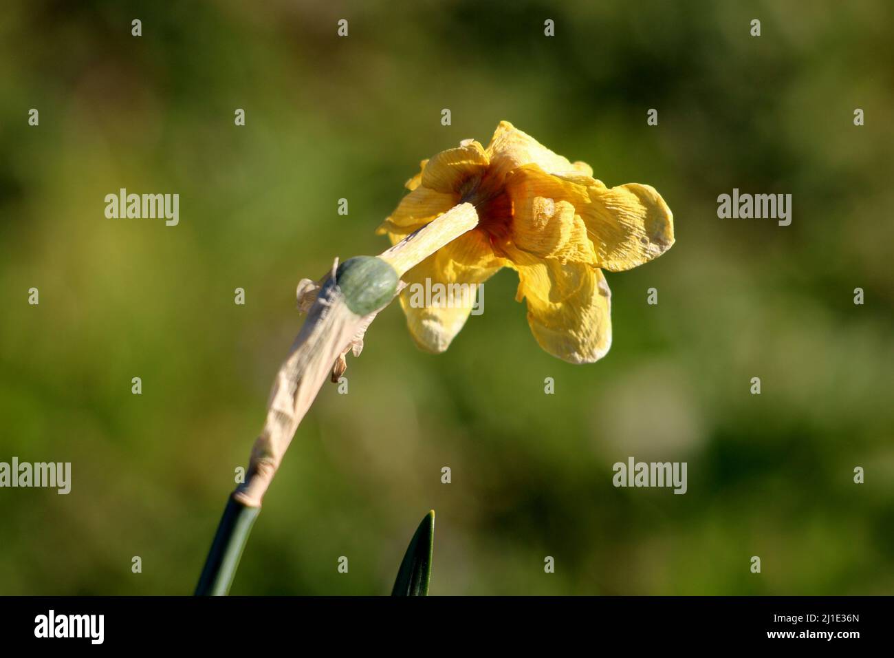 Vista posteriore di Narcissus o Daffodil o Daffadowndilly o Jonquil perenne erbaceo bulbiferoso pianta geofiti con parzialmente essiccato shriveled brillante Foto Stock