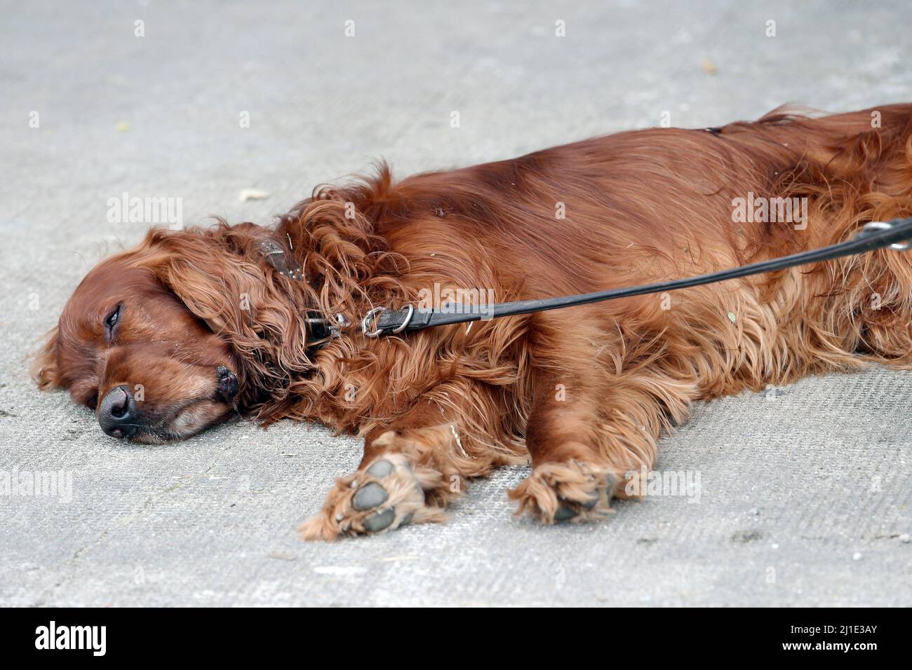 04.07.2021, Germania, Amburgo, Amburgo - il Red Setter irlandese si trova al suolo e dorme. 00S210704D131CAROEX.JPG [VERSIONE MODELLO: NO, PROPRIETÀ R Foto Stock