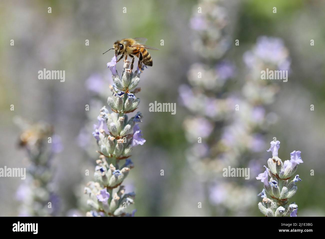 22.07.2021, Italia, Viterbo, Bolsena - Honeybee che succhia il nettare da un fiore di lavanda. 00S210722D146CAROEX.JPG [RELEASE MODELLO: NO, RELEASE PROPRIETÀ: NO Foto Stock