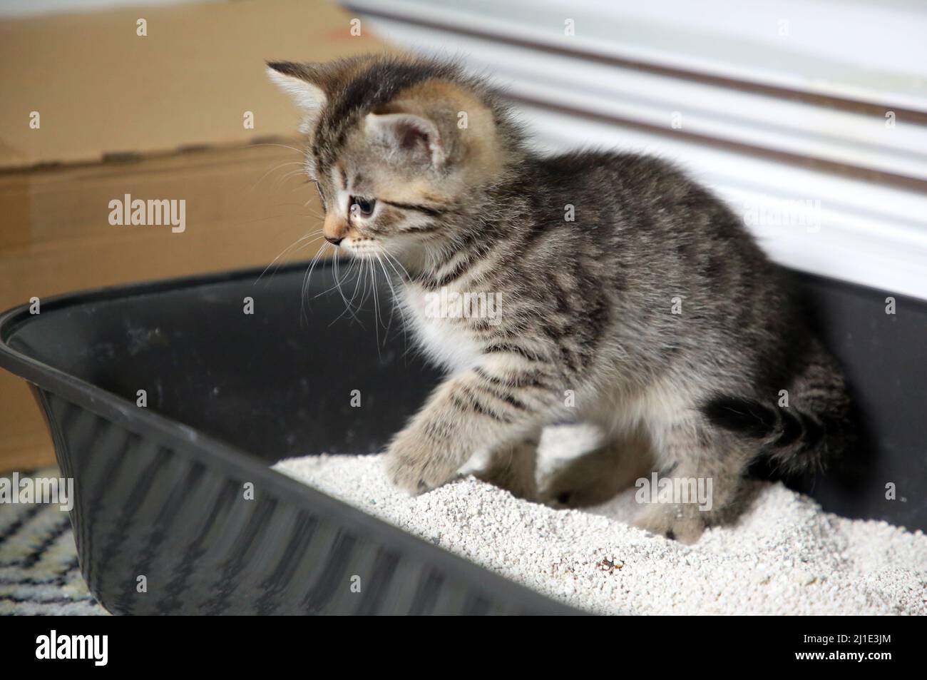 17.09.2021, Germania, Brandeburgo, Bernau - Gatto baby zampe in una lettiera. 00S210917D412CAROEX.JPG [VERSIONE DEL MODELLO: NO, VERSIONE DELLA PROPRIETÀ: NO (C) Foto Stock