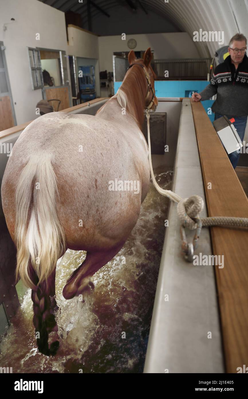17.12.2021, Germania, Brandeburgo, Neuruppin - Cavallo che si muove sotto la supervisione di un trainer per l'acqua. 00S211217D701CAROEX.JPG [VERSIONE DEL MODELLO: NO, PROPRIETÀ Foto Stock