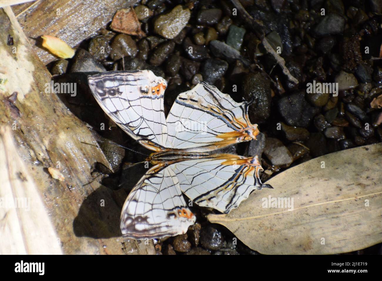 bella mappa comune (cirestis thyodamas) farfalla muddling Foto Stock