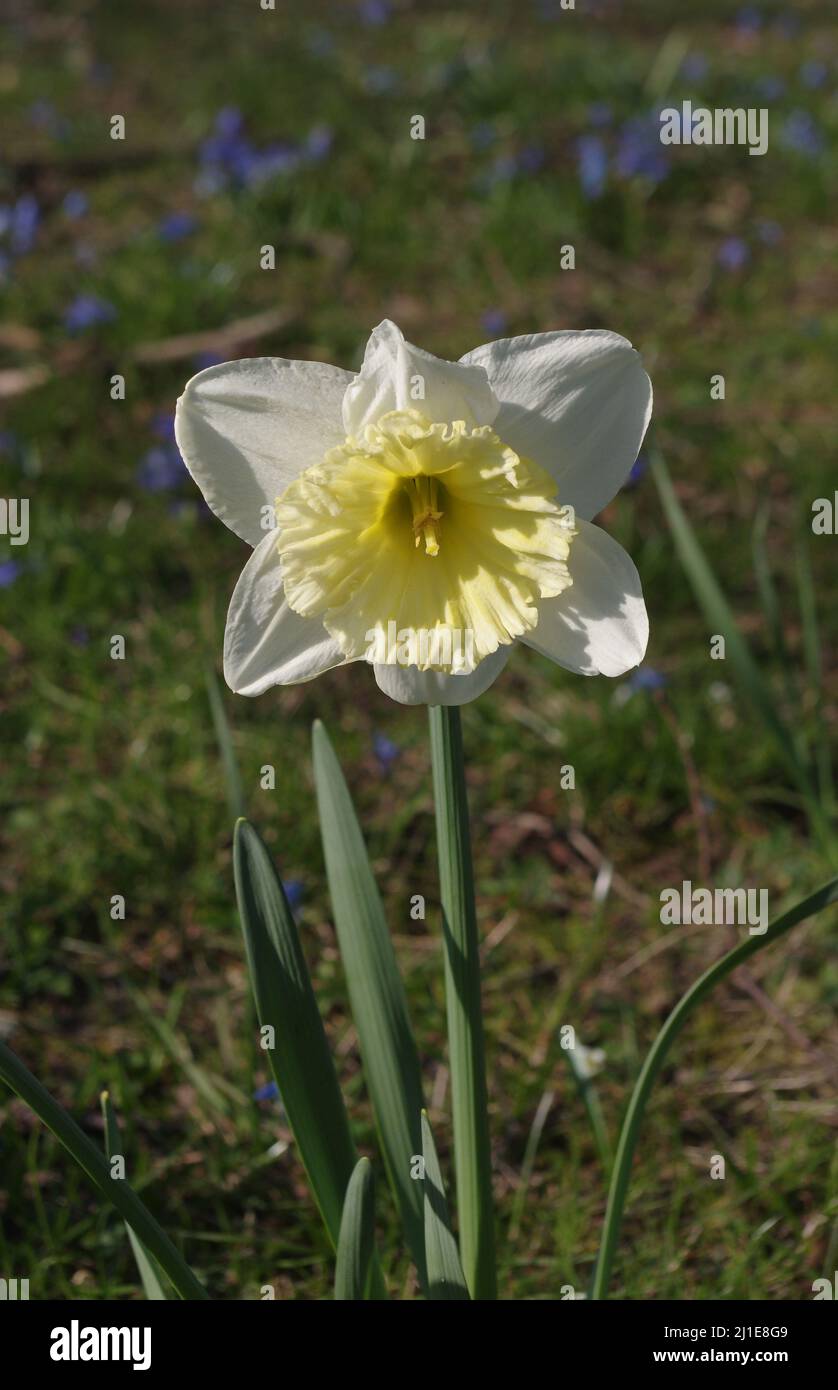 Primo piano di un daffodil in un parco Foto Stock