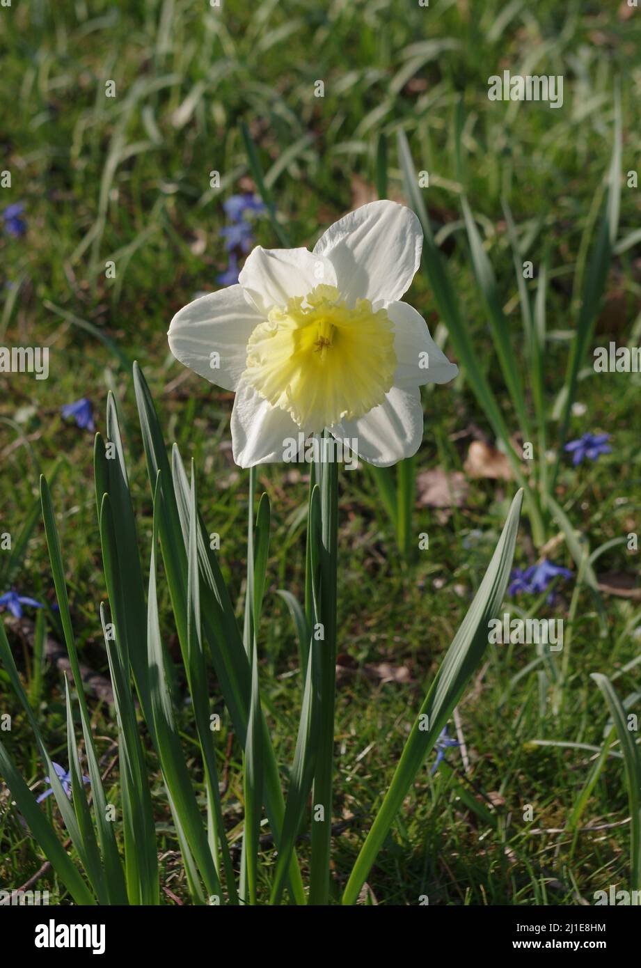 Primo piano di un daffodil in un parco Foto Stock