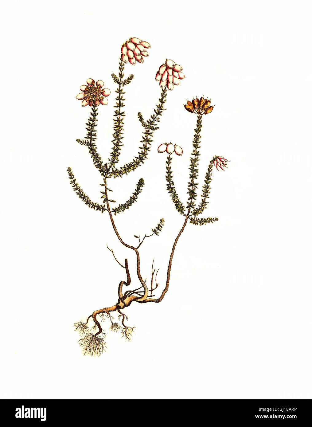 Glocken-Heide, Erica tetralix, auch Moor-Glockenheide genannt, gehört zu den Heidekrautgewächsen / Erica tetralix, la cicerchia a foglie incrociate, è una specie di pianta fiorita della famiglia Ericaceae Foto Stock