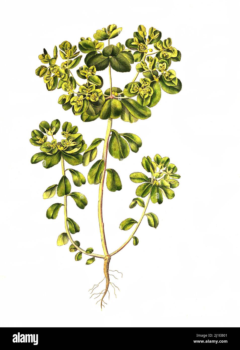 Sonnwend-Wolfsmilch, Ephorbia elioscopia, ist eine Pflanzenart in der Gattung Wolfsmilch / Euphorbia elioscopia, la pianta solare sprice, è una specie di pianta fiorente della famiglia delle spurge Euphorbiaceae Foto Stock