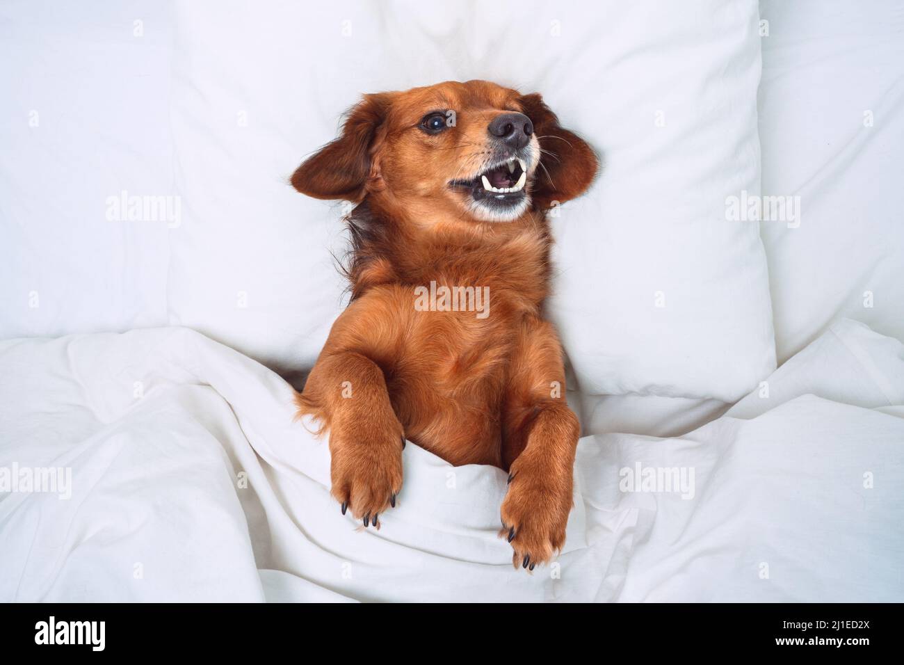 Divertente dachshund cane sdraiato nel letto su cuscino bianco e sotto la coperta. Hotel in cui sono ammessi gli animali domestici Foto Stock