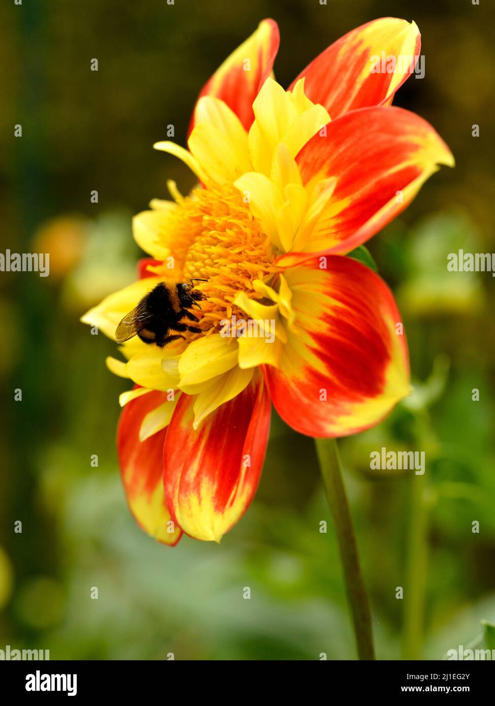 Macro di bumblebee (Bombus) e foraging su rosso e giallo dahlia Foto Stock