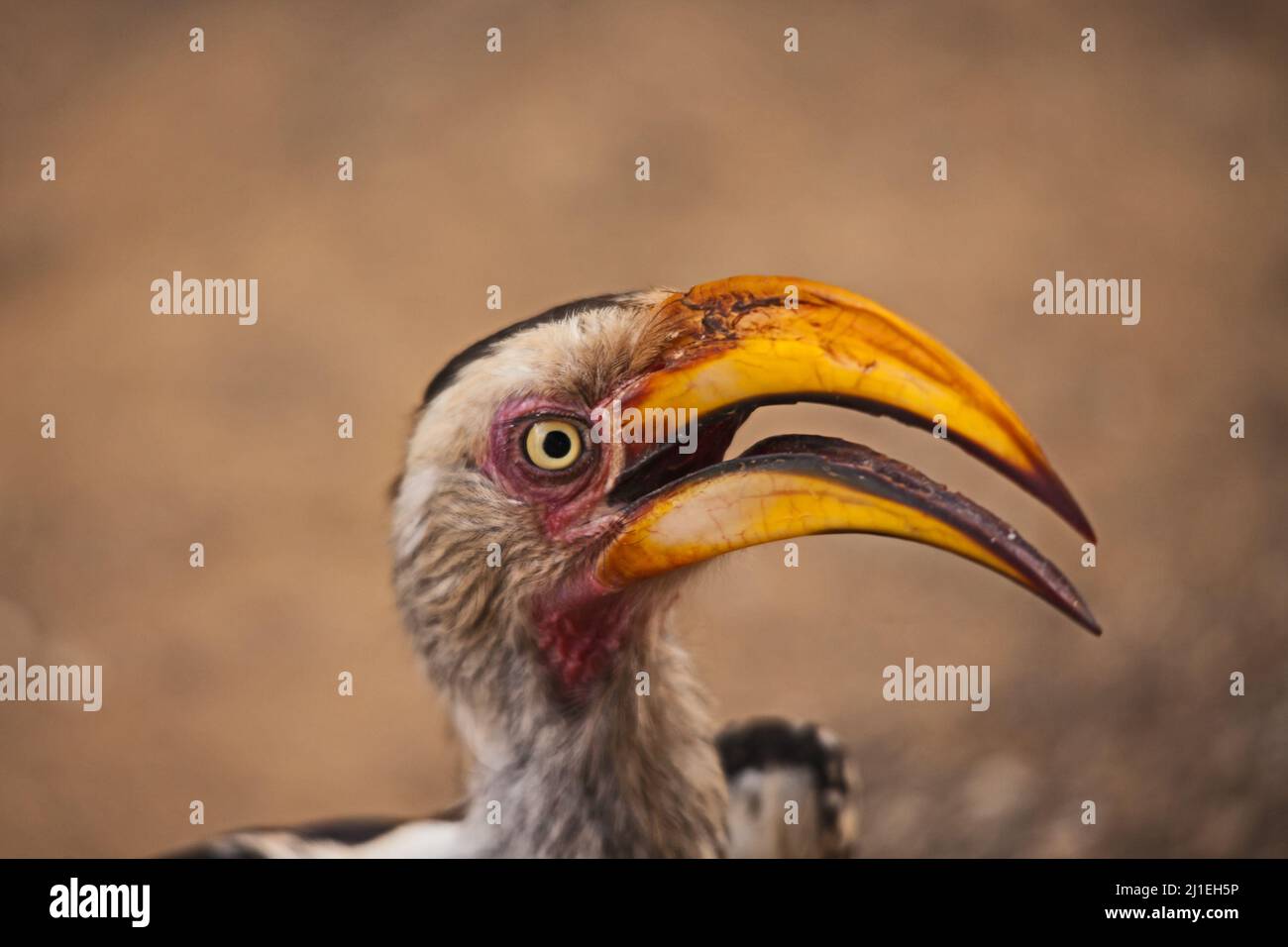 Hornbill con fattura gialla del sud (Tockus leucomelas) 14980 Foto Stock