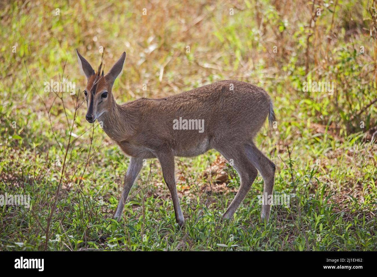 Comune Duiker Sylvicarpa grimmia 14736 Foto Stock