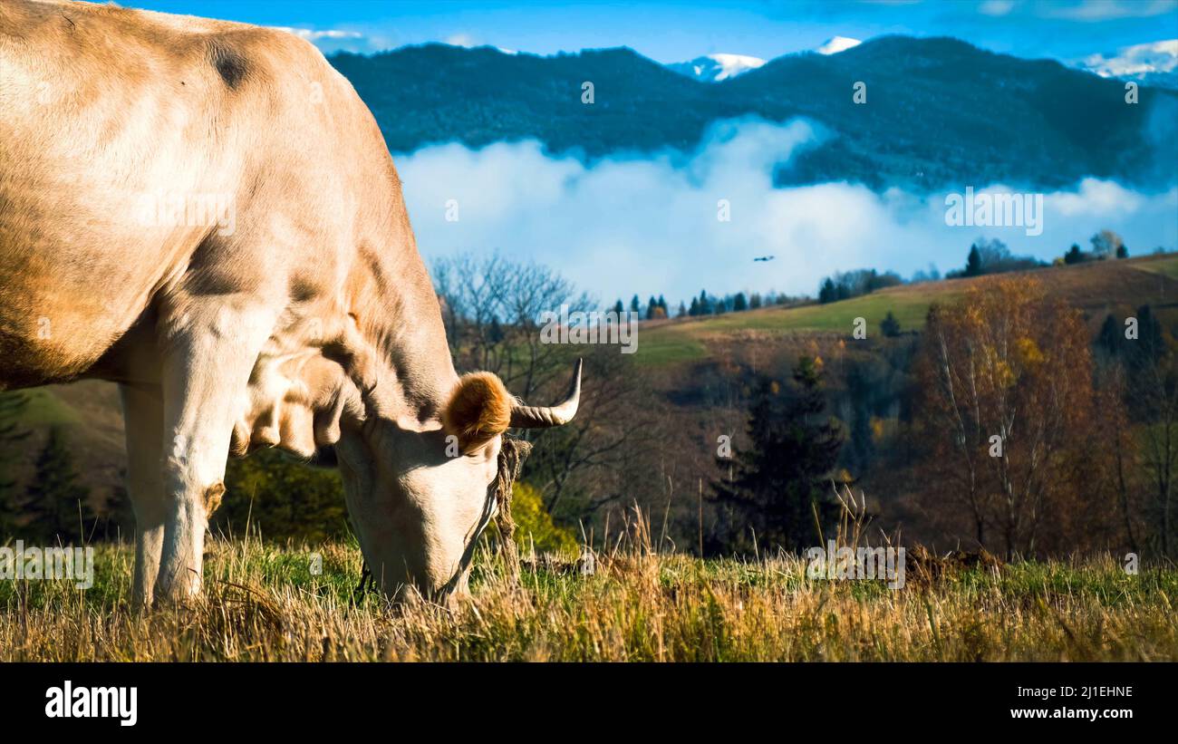 Ritratto di una mucca bianca che pascola erba nel campo. Primo piano di una mucca bianca che pascola erba nella foresta Foto Stock