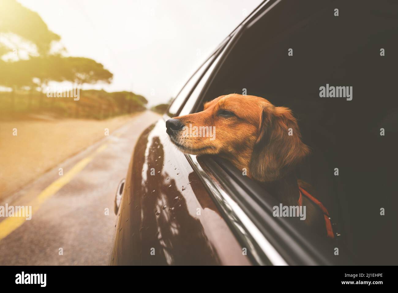 Dachshund cane in auto e guardando fuori dal finestrino auto. Viaggio su strada con il cane. Foto Stock