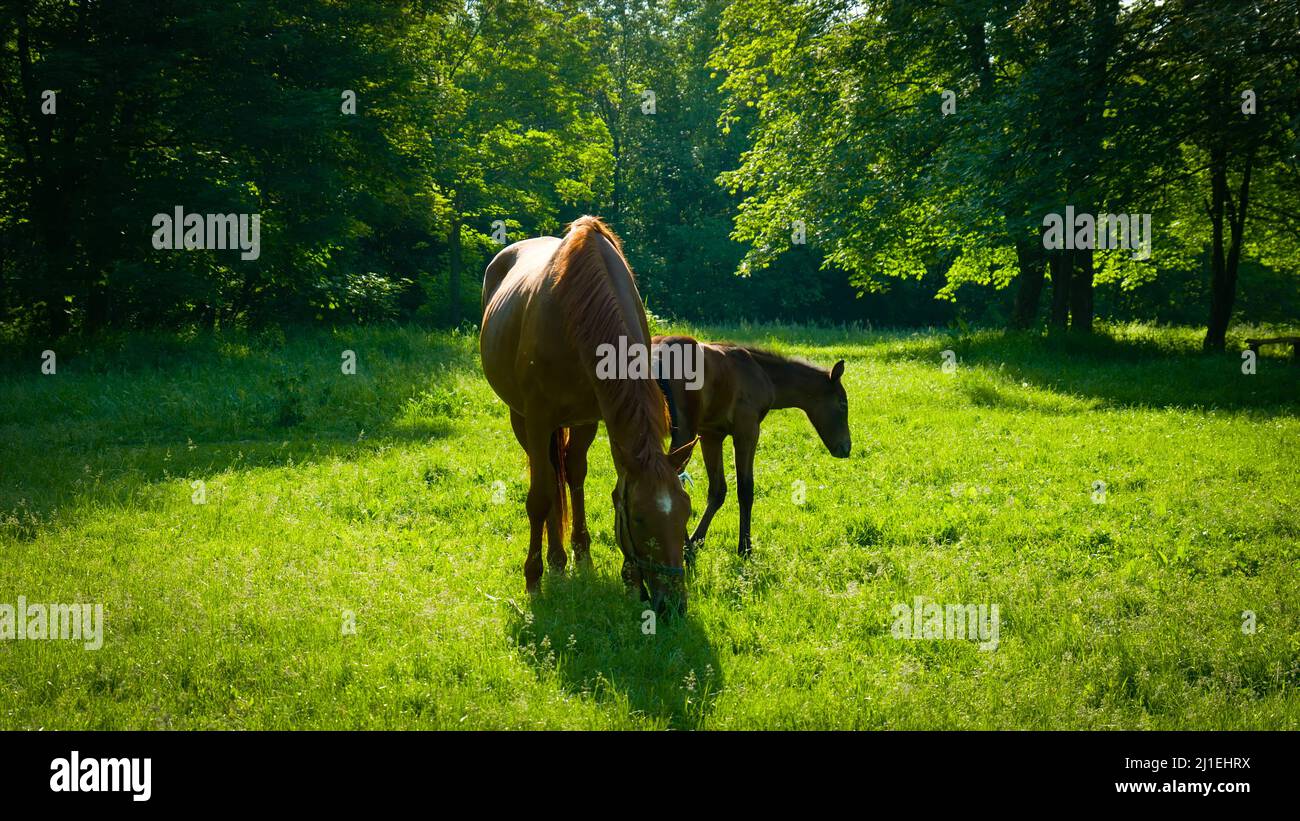 ritratto di un cavallo marrone con simpatico bambino volpe pascolo in grandi campi verdi sulle montagne. cavallo con volpe sulle montagne Foto Stock