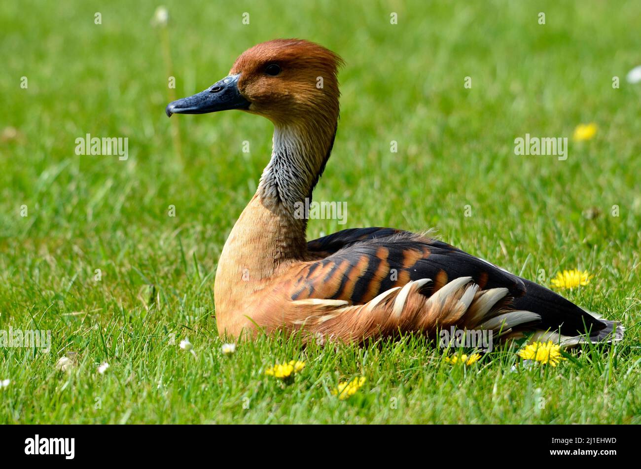 Primo piano Fulvous whistling Duck o fulvous albero anatra (Dendrocygna bicolore) giacente su erba e visto dal profilo Foto Stock