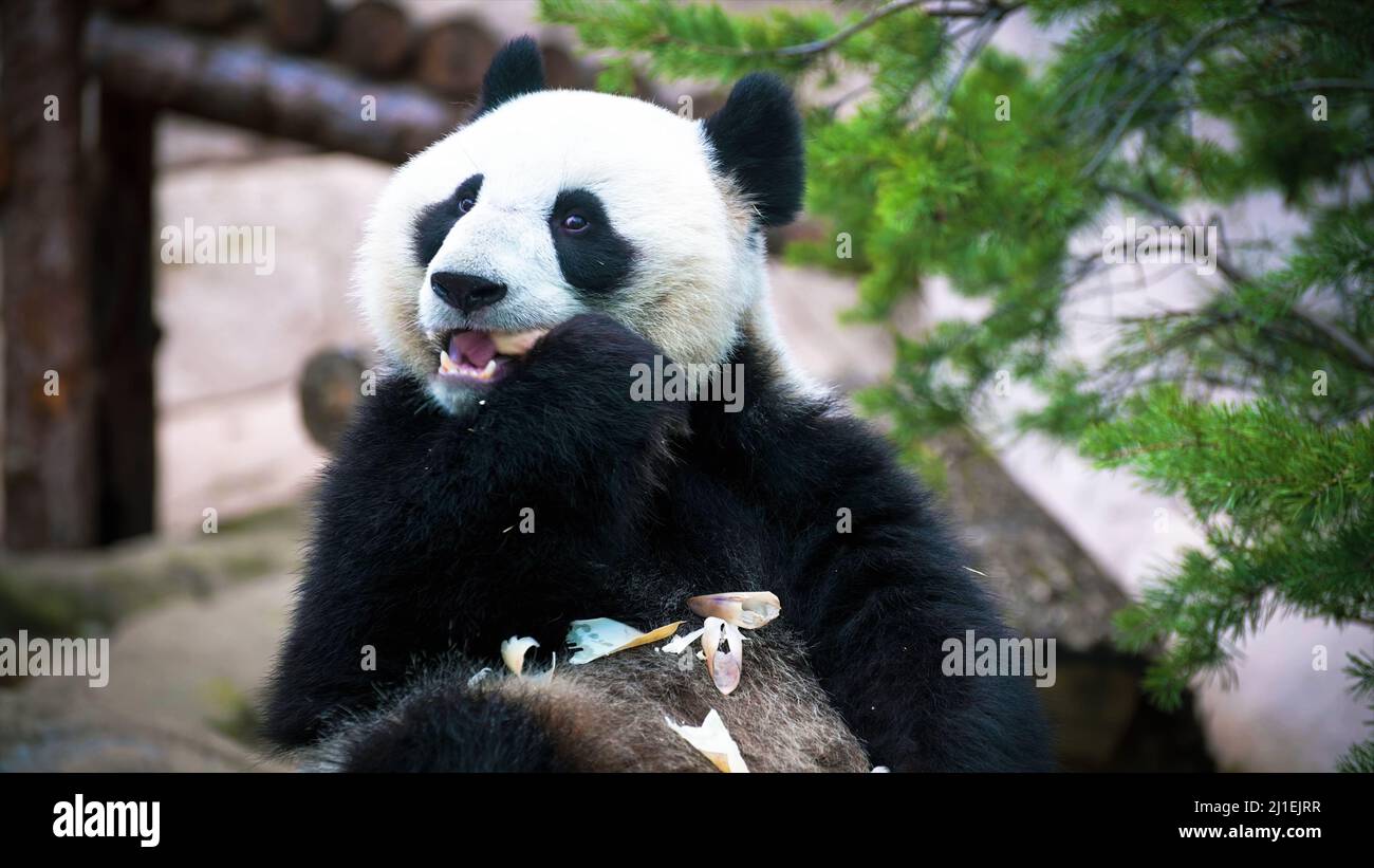 Carino bianco e nero panda asiatico affamato mangiare bambù. Carino panda asiatico gigante nel parco Foto Stock