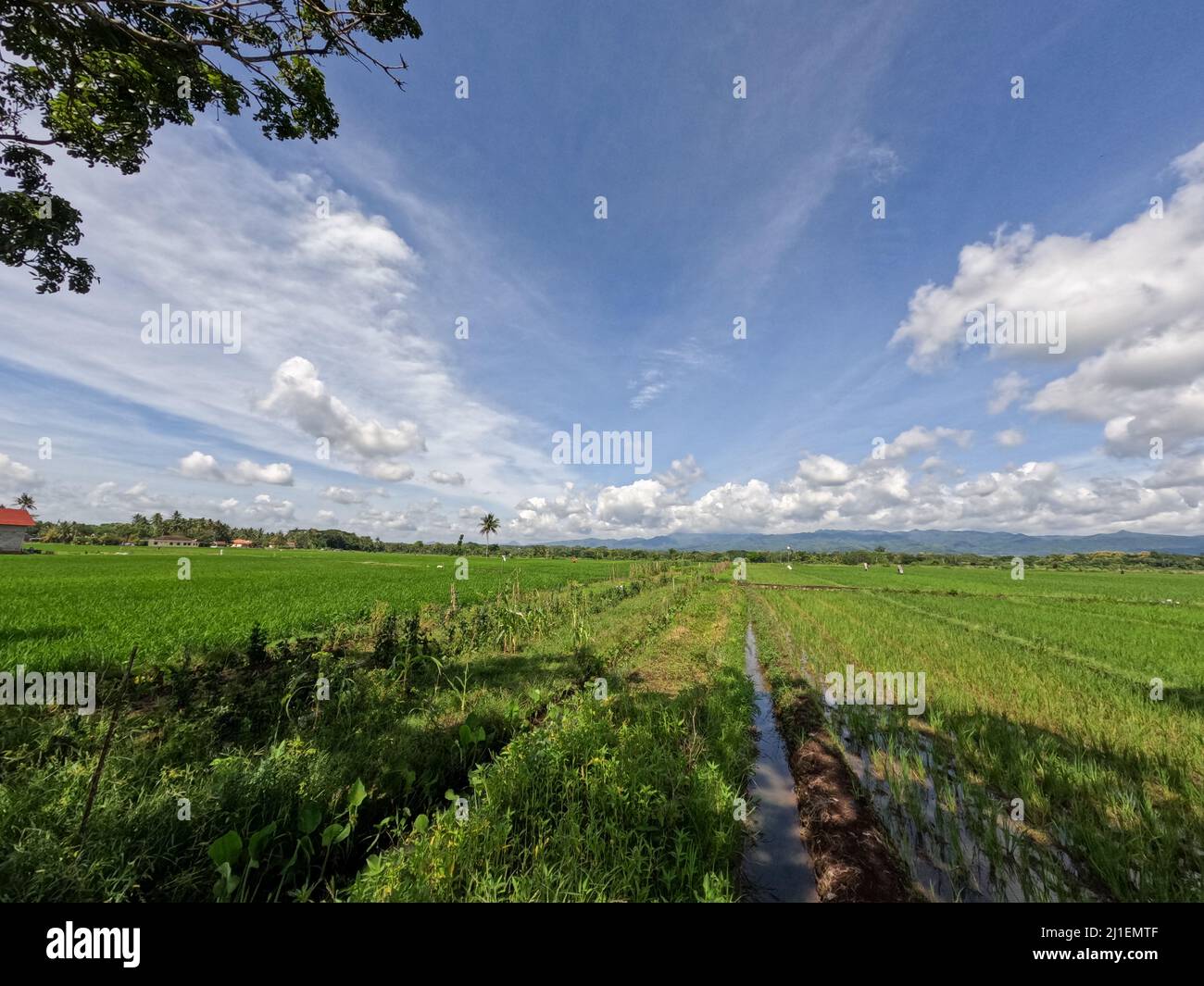 Vista dei campi di riso durante il giorno con cielo blu e nuvole bianche sullo sfondo, giorno di sole in campagna Foto Stock