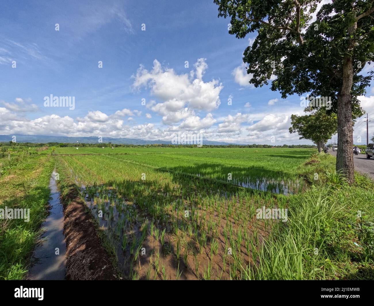 Vista dei campi di riso durante il giorno con cielo blu e nuvole bianche sullo sfondo, giorno di sole in campagna Foto Stock
