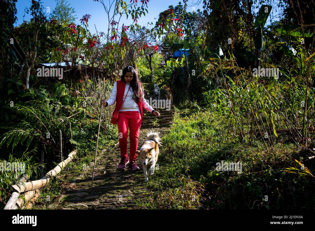 Vista di una femmina turistica facendo una passeggiata con un cane in un villaggio di Pelling. Foto Stock