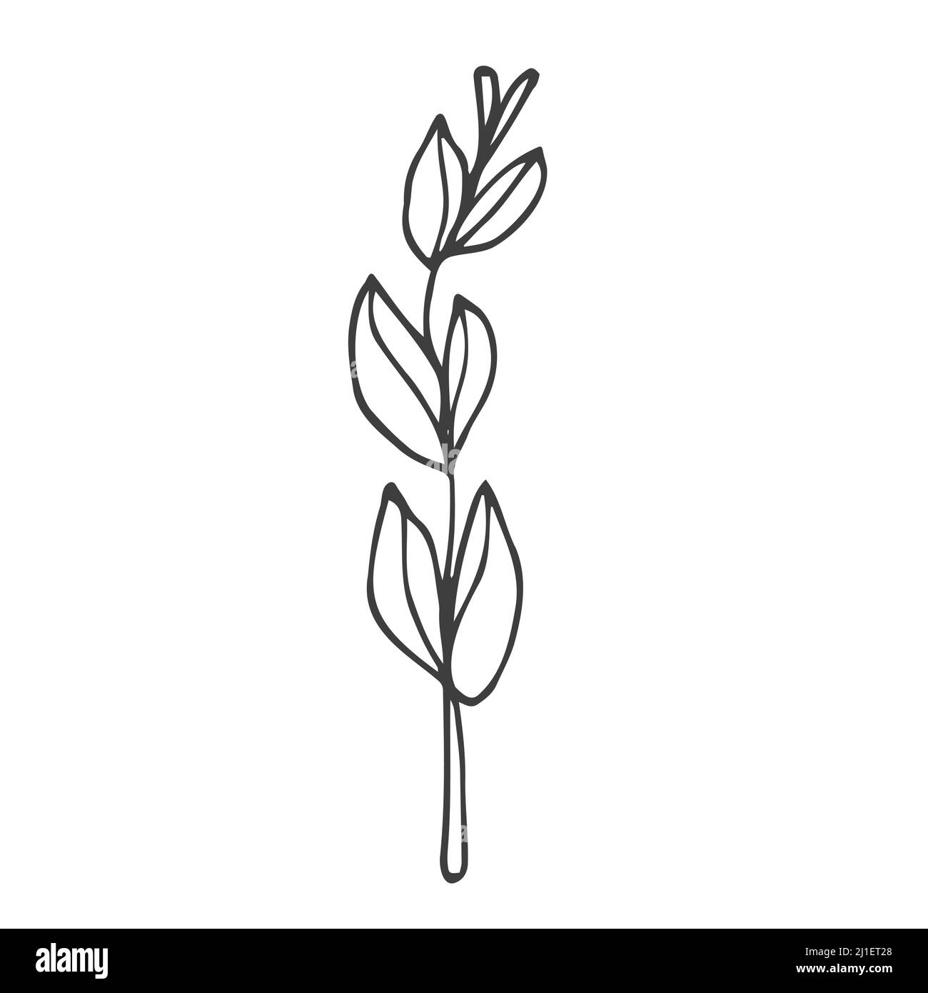 Elementi di design floreali a forma di doodle. Foglie e ghirlande decorative disegnate a mano. Divisori ornamento fiori. Rami di albero Illustrazione Vettoriale