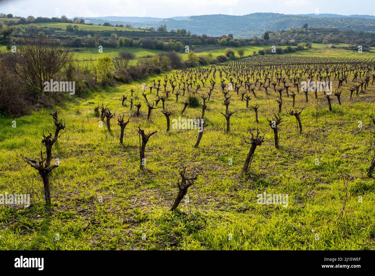 Vigneto nel mese di marzo, Regione di Paphos, Repubblica di Cipro Foto Stock