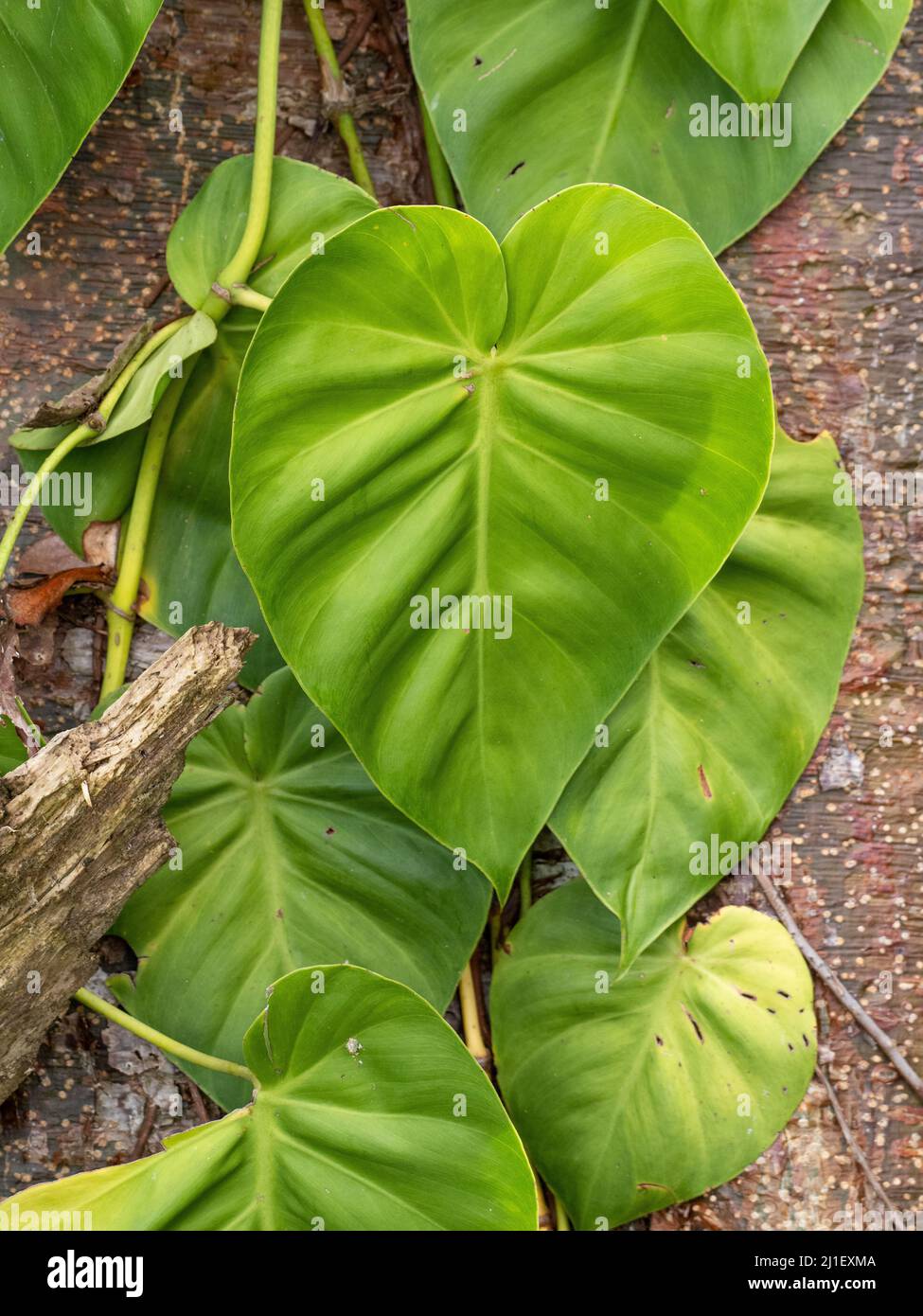 Grande foglia di vite tropicale su corteccia di albero madrone. Foto Stock