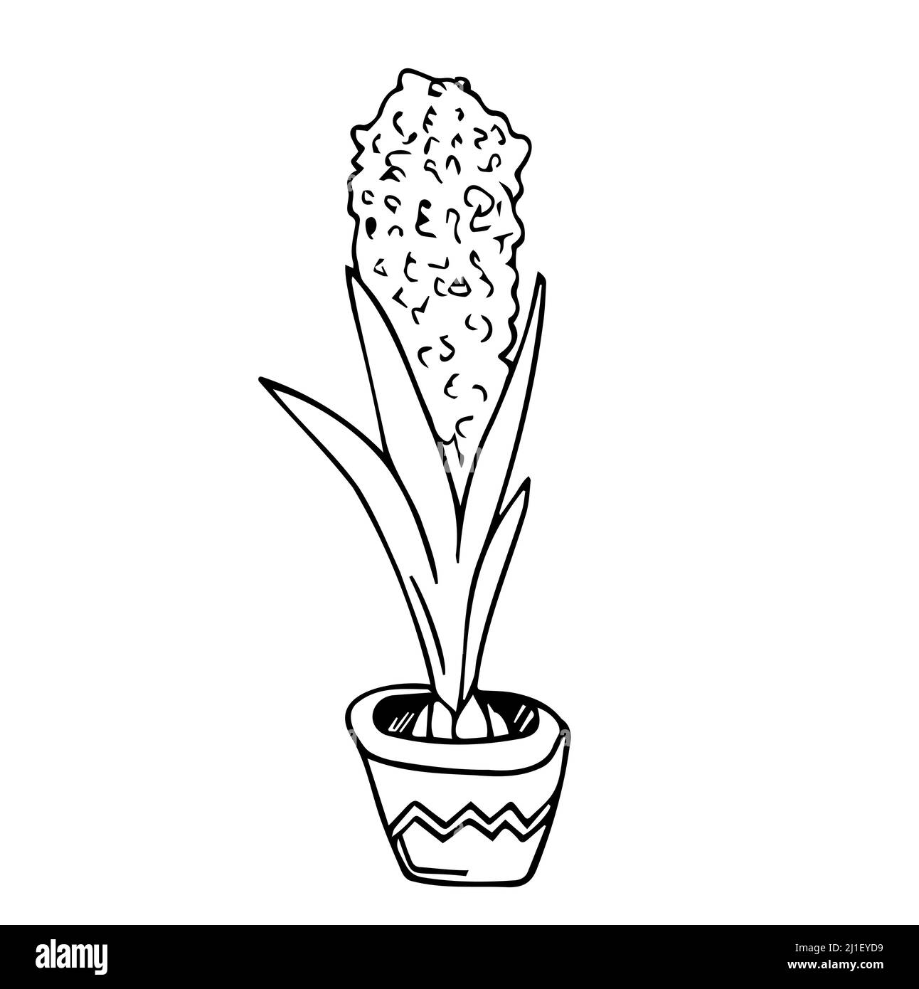 Illustrazione vettoriale di un giacinto. Stile Doodle. Adatto per la progettazione, la stampa, la decorazione, i tessuti, la carta e le colorazioni. Illustrazione Vettoriale