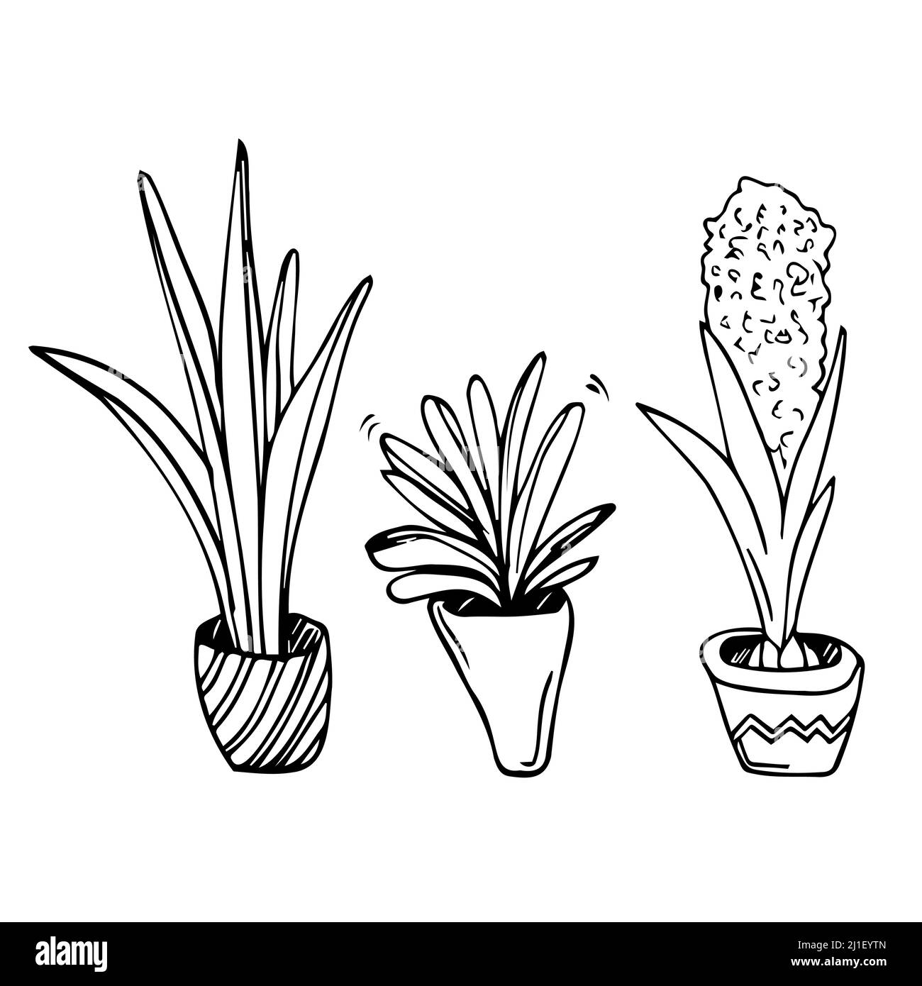 Grafica casa disegni pianta in bianco e nero vettore set. Line art home flowers, piante in fiore Illustrazione Vettoriale