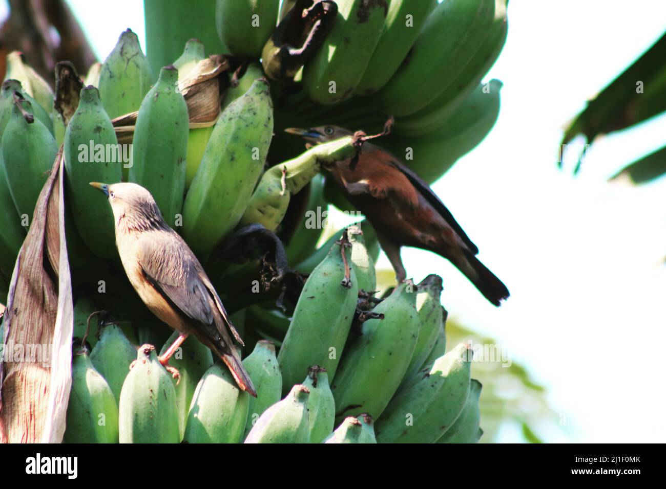 primo piano foto di uccelli sulle piantagioni di banane Foto Stock