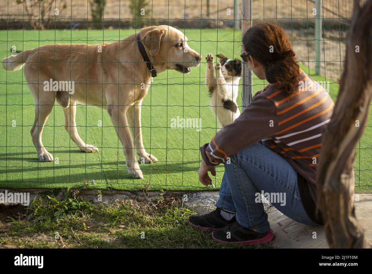 Ogni anno vengono abbandonati più cani, ci sono persone che sono interessate a loro per prendersi cura di loro. Foto Stock