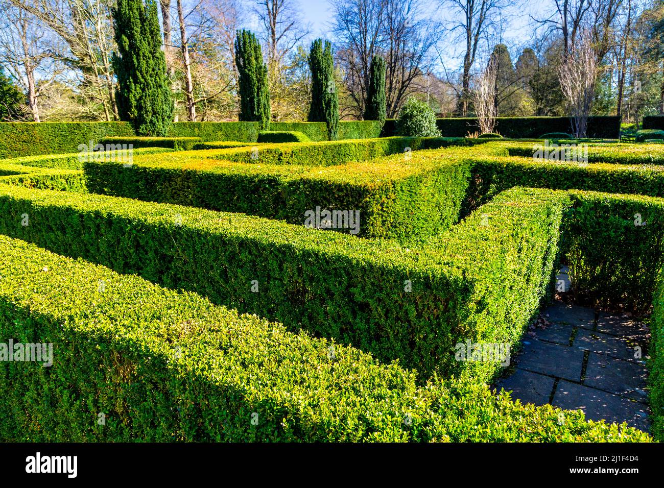 Labirinto topiario presso i giardini di Knebworth Park, Hertfordshire, Regno Unito Foto Stock