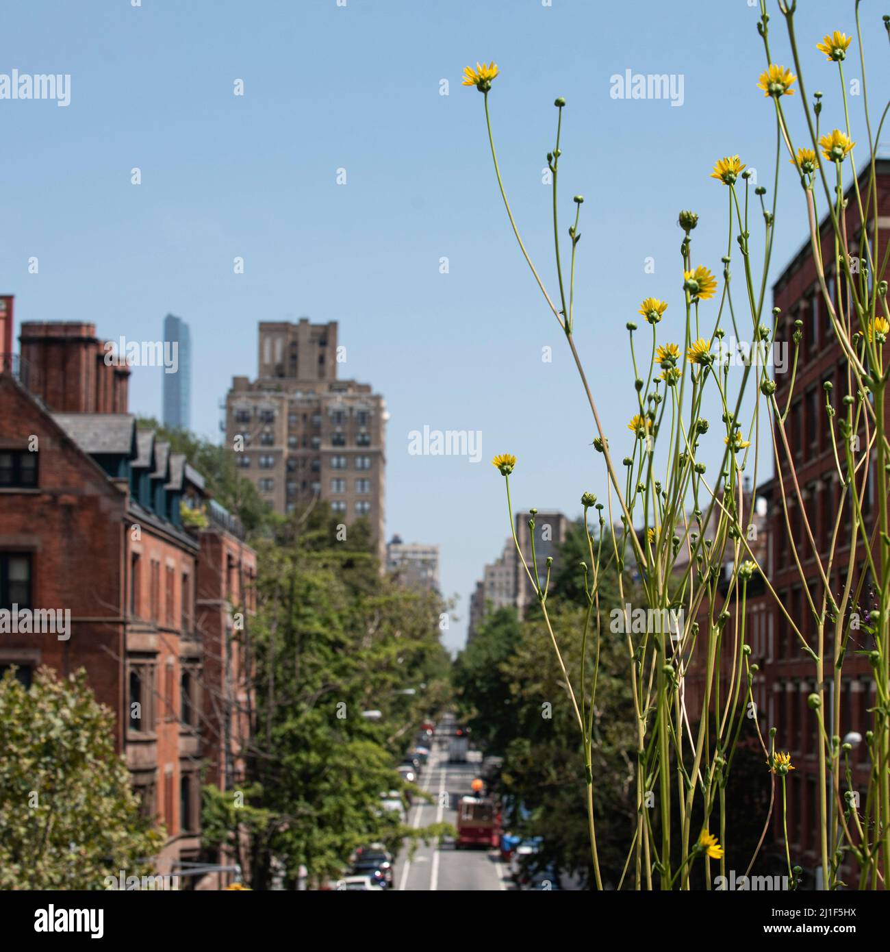 Scene estive dalle Highline di New York Foto Stock