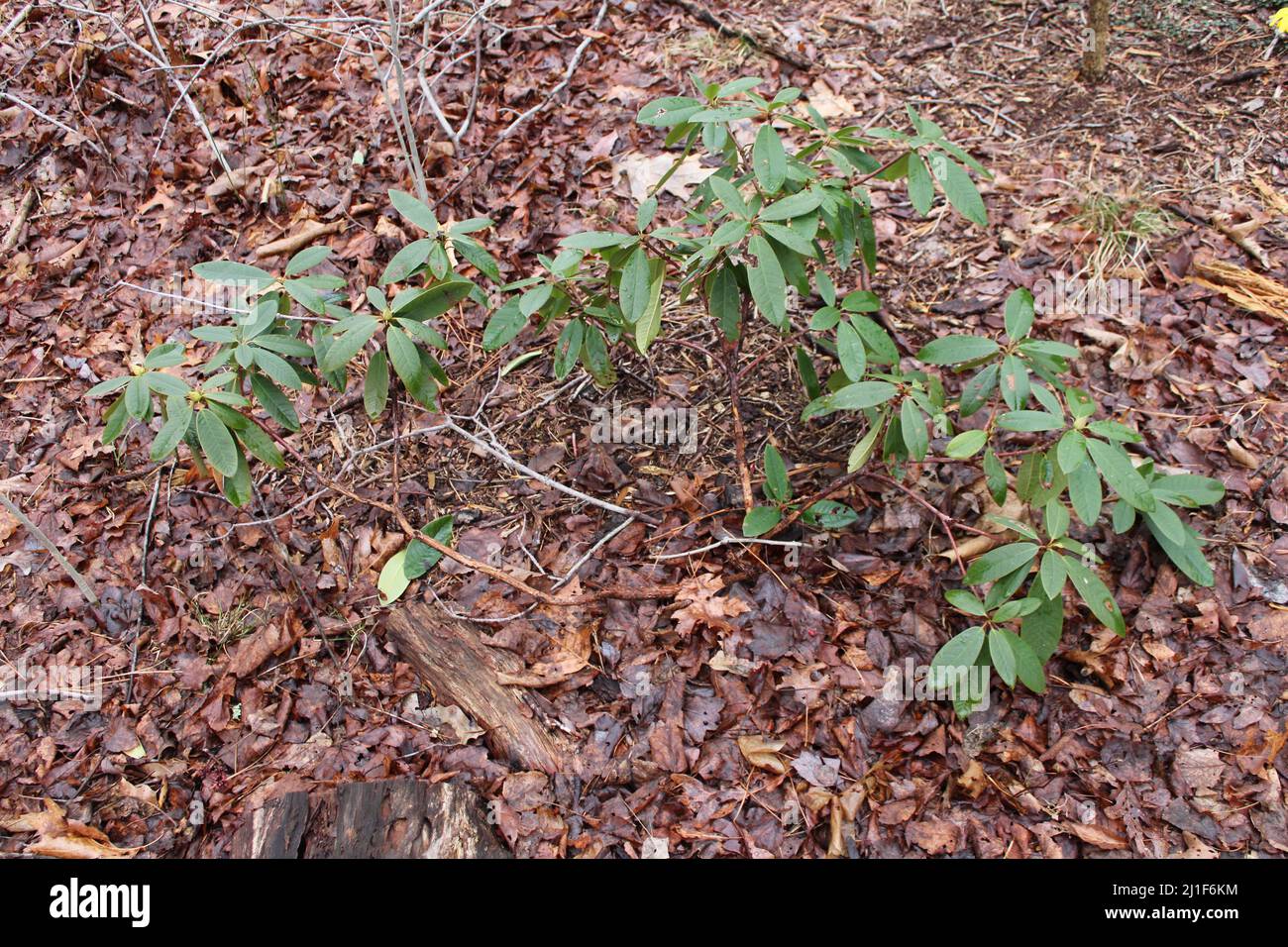 Un Rhododendron comune con un'abitudine larga di sviluppo Foto Stock