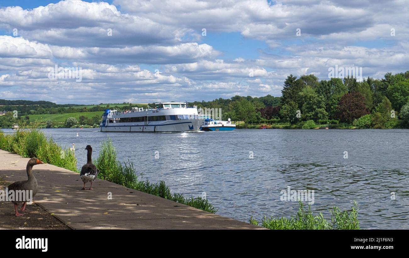 Oche selvatiche sul fiume durante una passeggiata. Resto degli uccelli per prendere cibo e riposare. Foto animale nel paesaggio Foto Stock