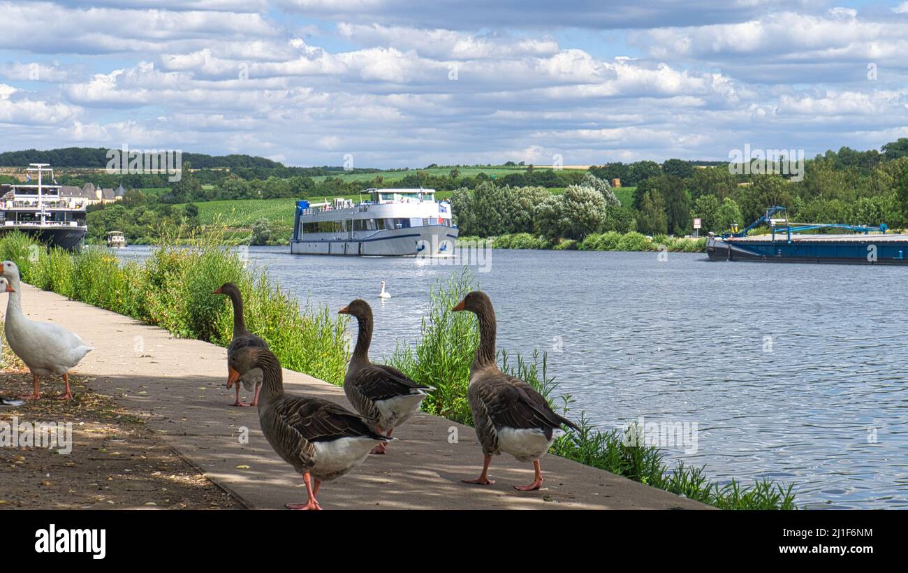 Oche selvatiche sul fiume durante una passeggiata. Resto degli uccelli per prendere cibo e riposare. Foto animale nel paesaggio Foto Stock