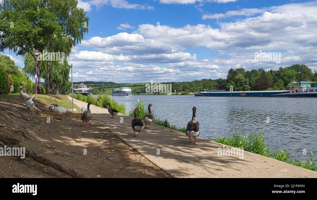 Oche selvatiche sul fiume durante una passeggiata. Resto degli uccelli per prendere cibo e riposare. Foto animale nel paesaggio Foto Stock