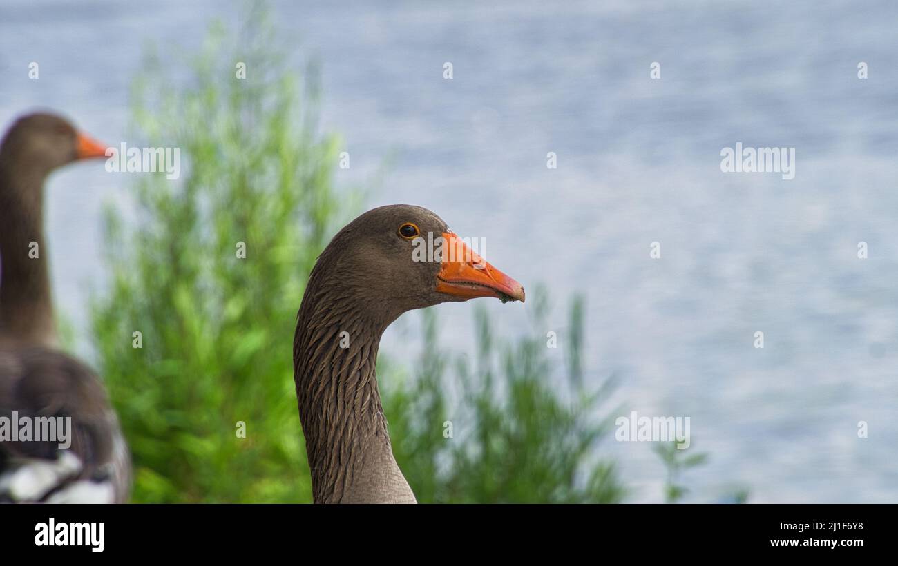 Oche selvatiche al fiume nel ritratto. Resto di uccelli per prendere cibo e riposo. Foto animale nel paesaggio Foto Stock