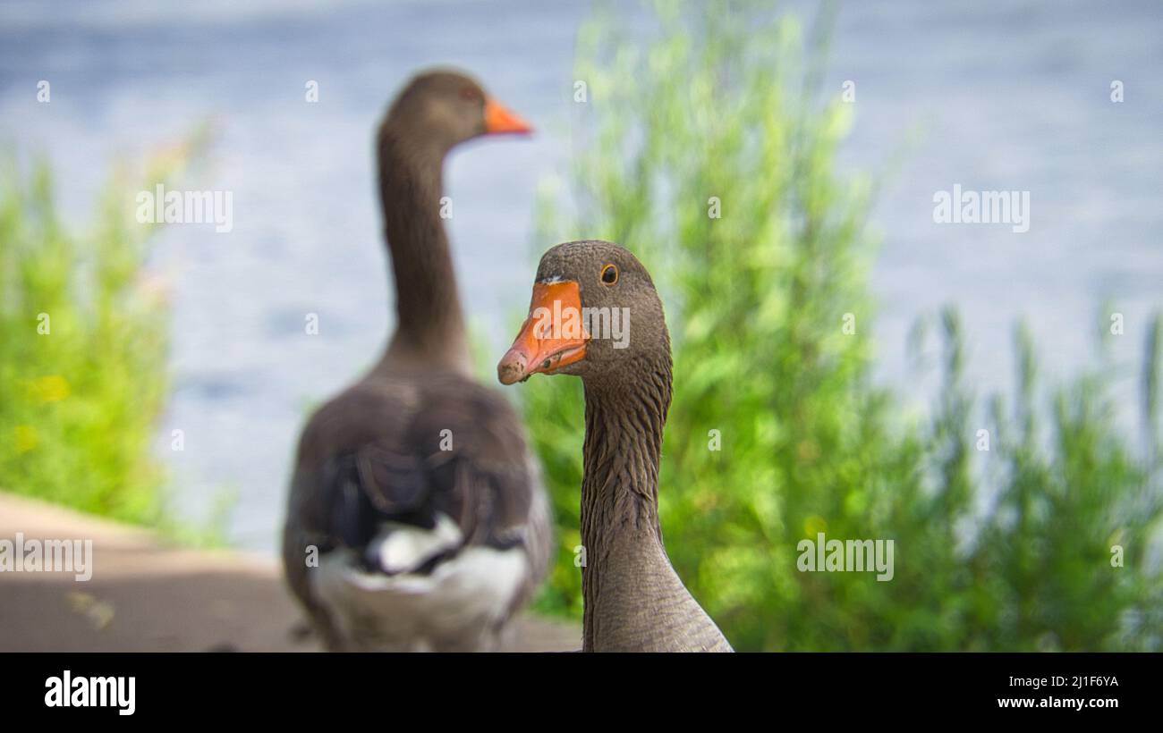 Oche selvatiche al fiume nel ritratto. Resto di uccelli per prendere cibo e riposo. Foto animale nel paesaggio Foto Stock