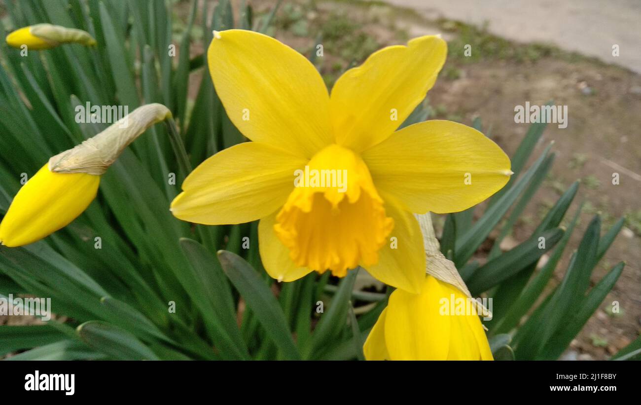 Narciso giallo . Narcissus fiore giallo . narcissus fiore Foto Stock