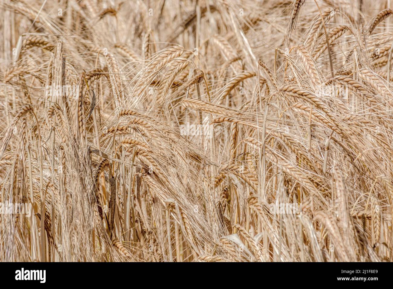 Le orecchie di maturazione orzo / Hordeum vulgare in cereali campo ritagliata. Metafora per il concetto di carestia, sicurezza alimentare, cibo crescente, approvvigionamento alimentare UK. Foto Stock