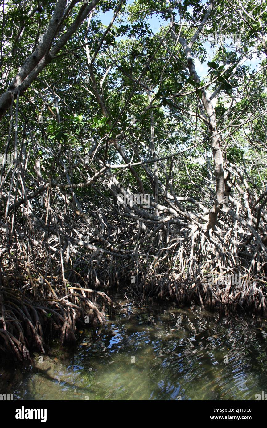 Mangrovie con radici aeree nelle Florida Keys Foto Stock