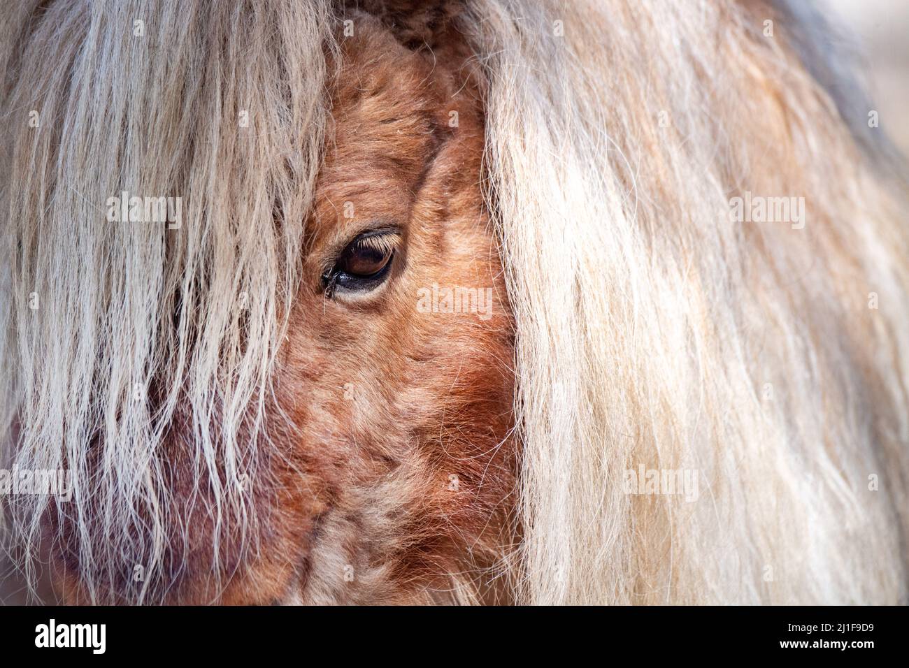 Stralsund, Germania. 25th Mar 2022. Un piccolo pony Shetland si trova nel bel tempo allo Zoo di Stralsund. Credit: Stefan Sauer/dpa/ZB/dpa/Alamy Live News Foto Stock