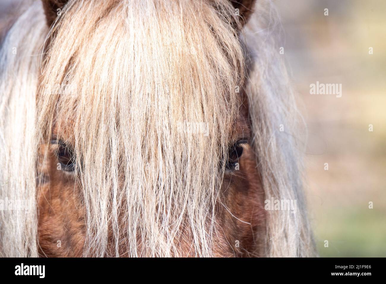 Stralsund, Germania. 25th Mar 2022. Un piccolo pony Shetland si trova nel bel tempo allo Zoo di Stralsund. Credit: Stefan Sauer/dpa/ZB/dpa/Alamy Live News Foto Stock