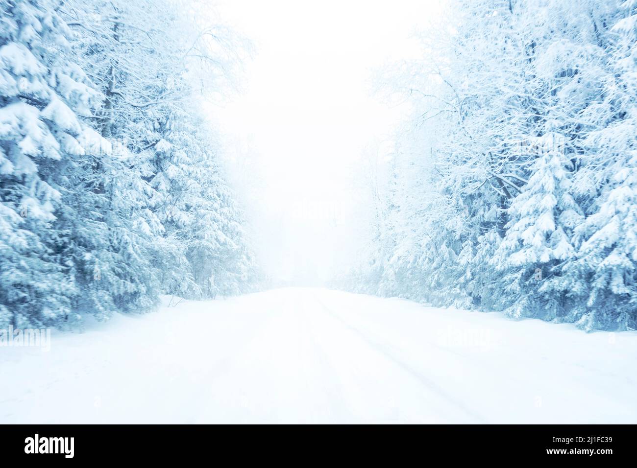 Strada invernale fredda e nevosa in montagna con sempreverdi durante la tempesta di neve. Tonalità blu. Foto Stock